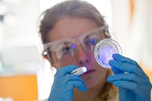 student shining light into a petri dish