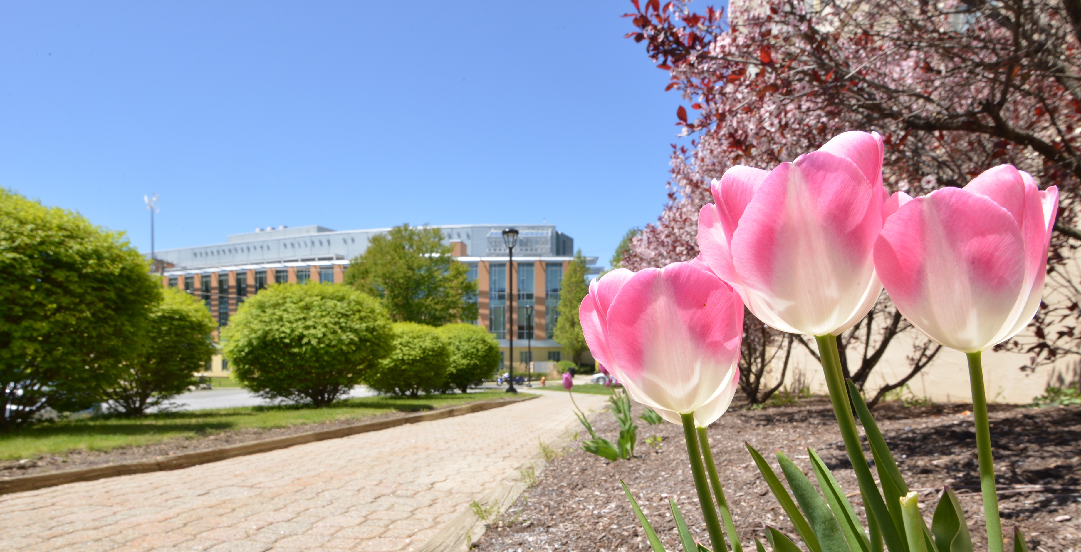 Tulips in front of the CSI building