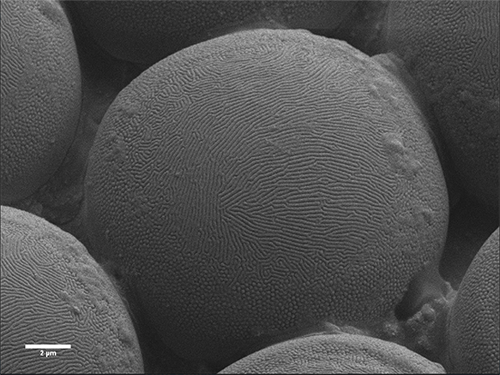 TEM image of a fly's eye taken at Nelson Mandela University