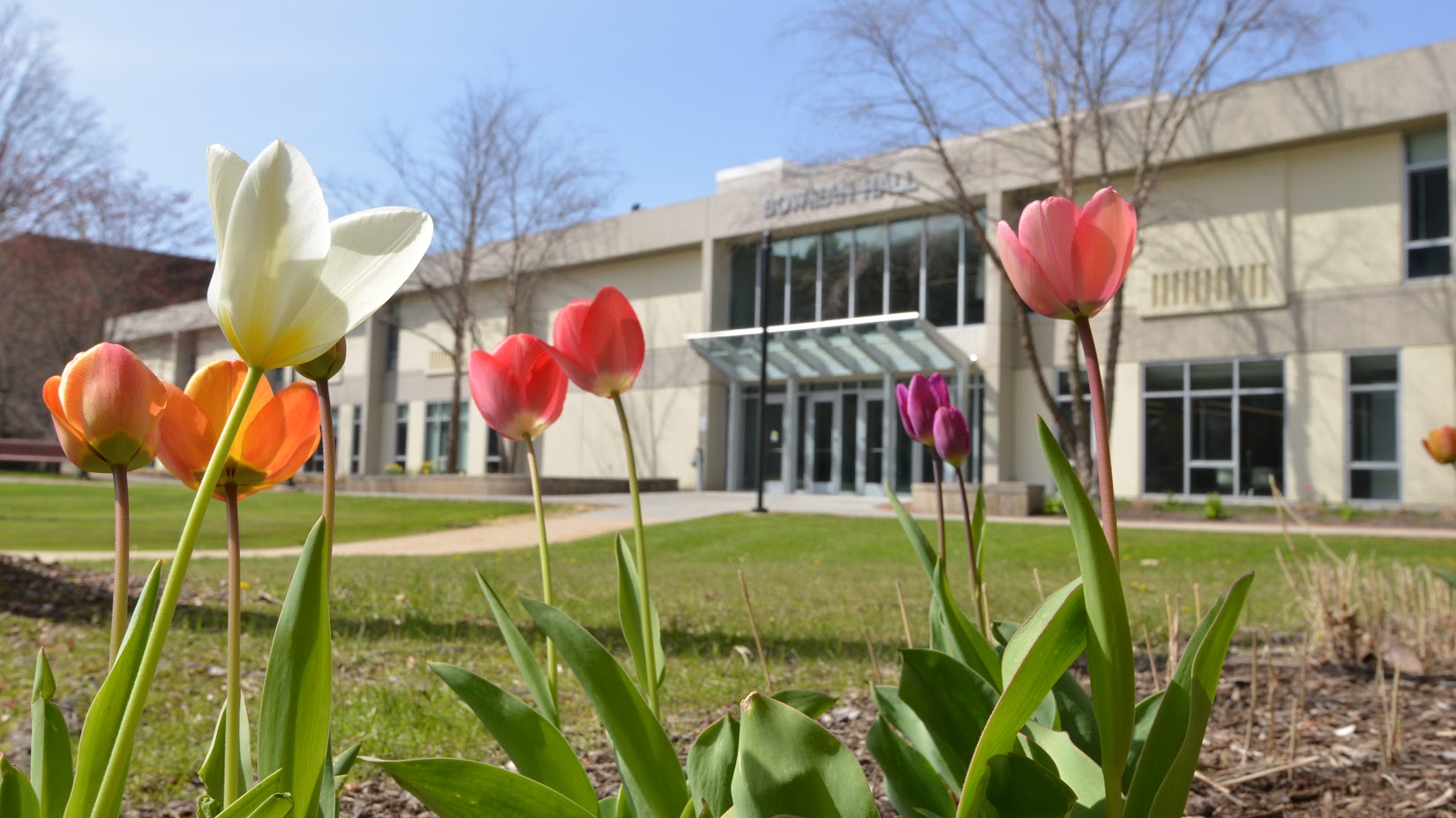 Tulips in front of Bowman Hall