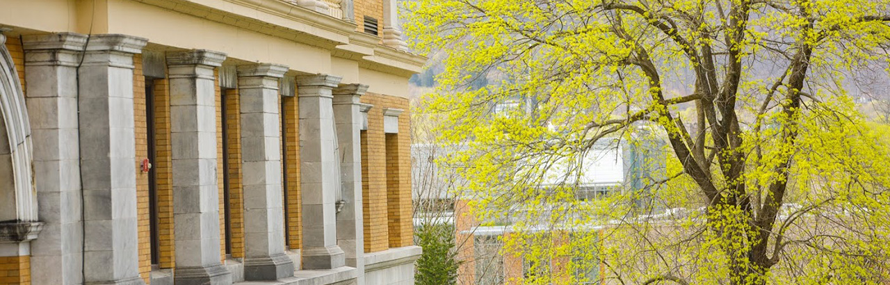 Tree in front of Murdock Hall