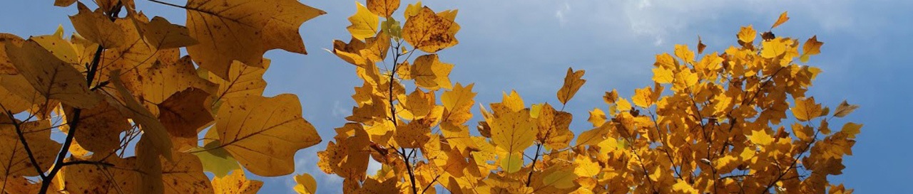 Fall leaves