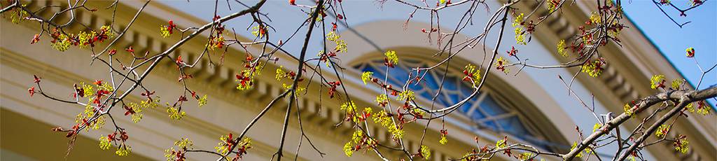 Early tree buds in front of Smith House